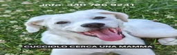 Meticcio cani in regalo: YOSHI 💙 un cucciolo tenero e tranquillo a Città Metropolitana di Bologna - Annuncio 1