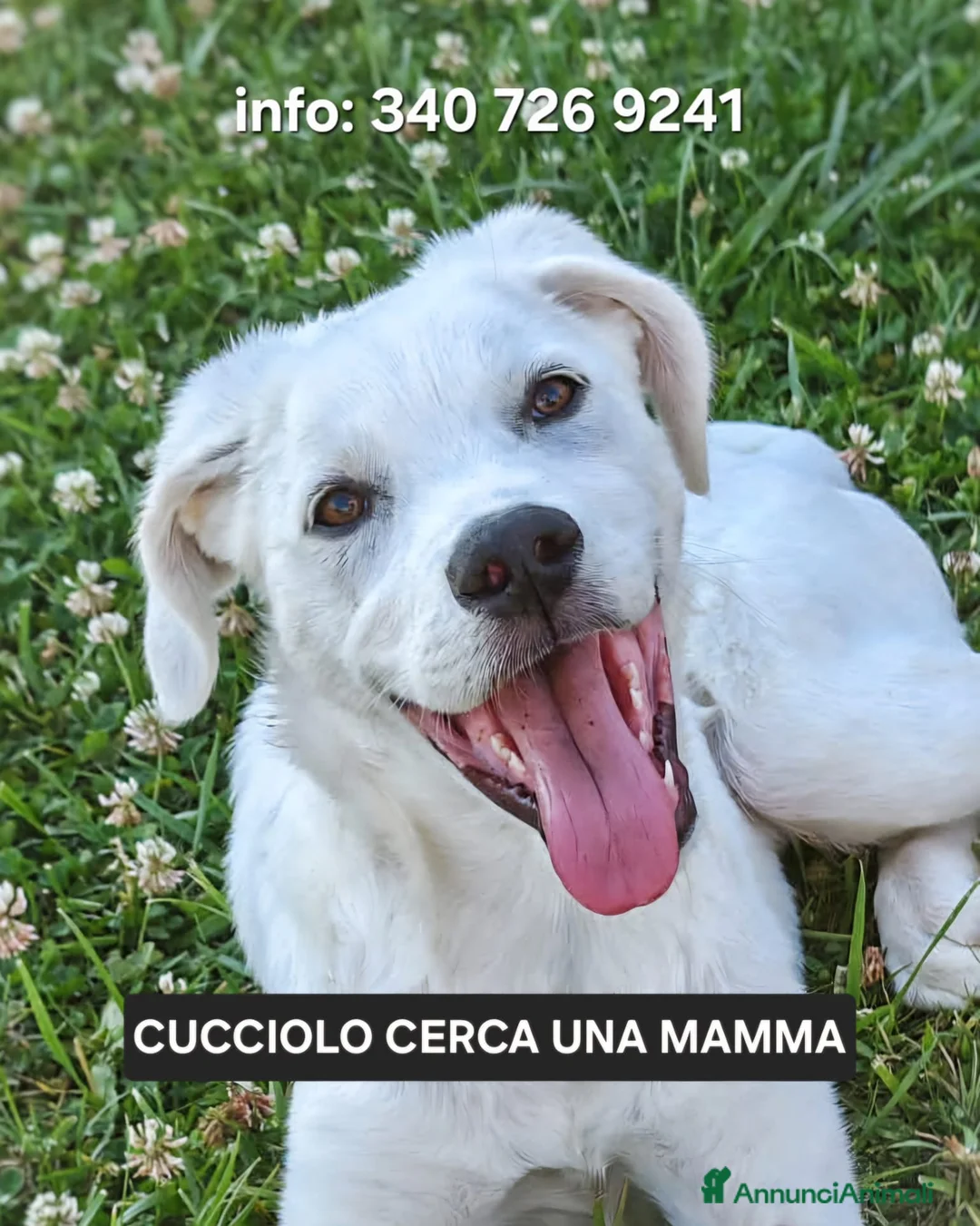 Meticcio cani in regalo: YOSHI 💙 un cucciolo tenero e tranquillo a Città Metropolitana di Bologna - Annuncio 1