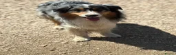 Australian Shepherd cani in regalo: Draco - australian shepherd  blu merle in adozione - Annuncio 3