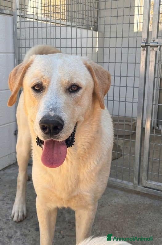 Meticcio cani Diesel - Annuncio 23