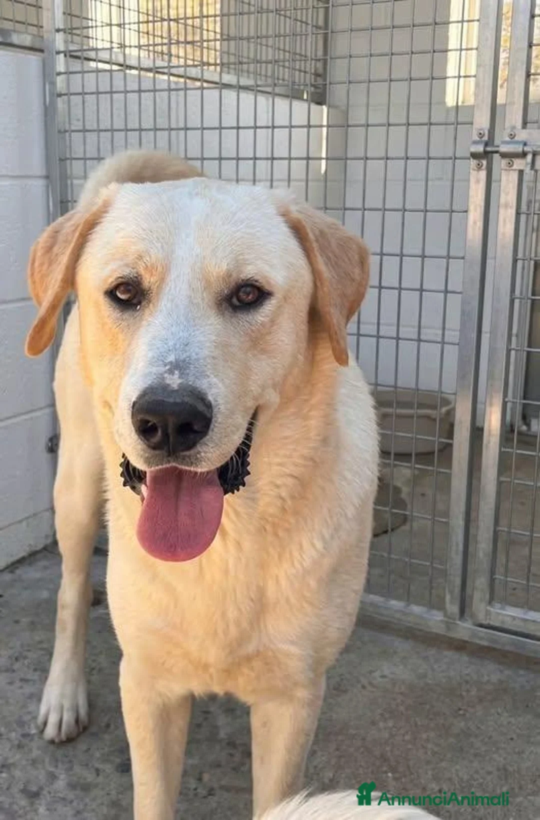 Meticcio cani in regalo: Diesel - Annuncio 1