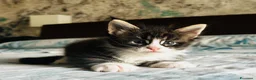 Maine Coon gatti in vendita: Maine Coon con pedigree  - Annuncio 14
