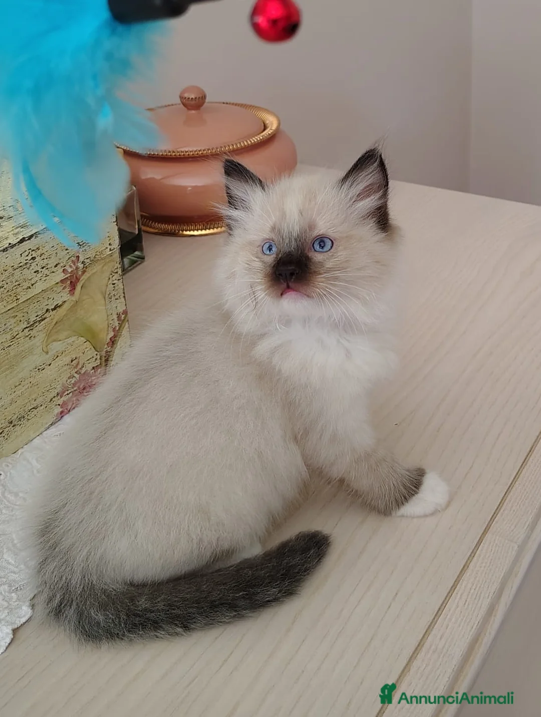 Ragdoll gatti in vendita: Cuccioli Ragdoll  - Annuncio 2