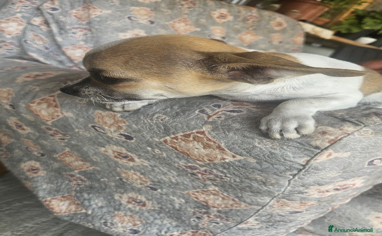 Chihuahua cani a Provincia di Rovigo - Annuncio 2