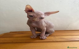 Sphynx gatti in vendita: Sphynx in vendita a Provincia di Ancona - Immagine 4