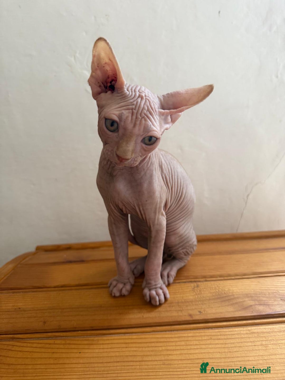 Sphynx gatti in vendita: Sphynx in vendita a Provincia di Ancona - Immagine 4