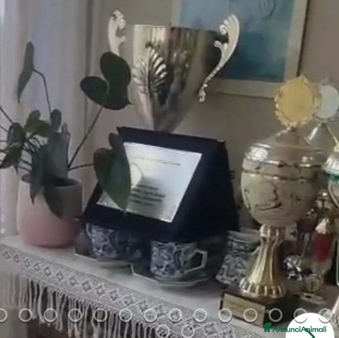 Pastore Tedesco cani in regalo:  proprietario regala splendidi cuccioli  - Annuncio 14