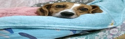 Meticcio gatti in regalo: Cagnolina incrocio Beagle  - Annuncio 5