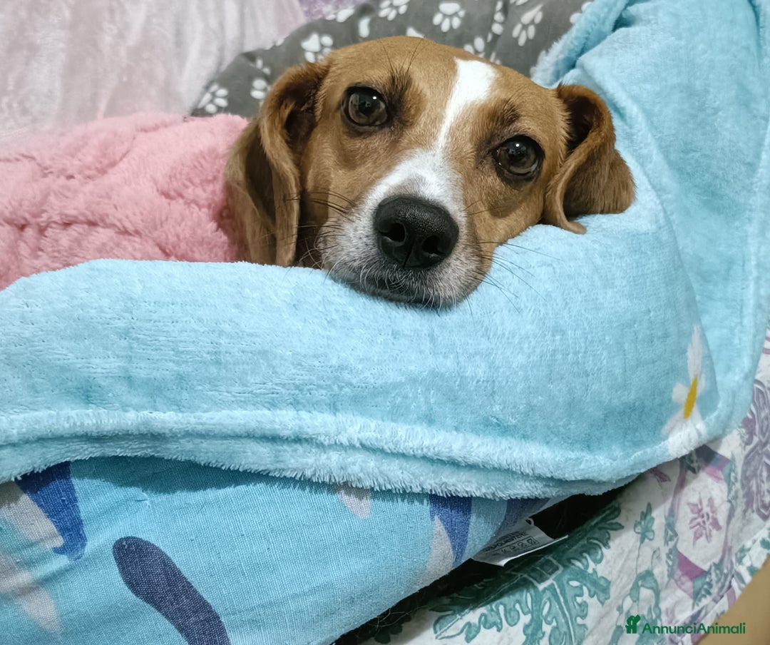 Meticcio gatti in regalo: Cagnolina incrocio Beagle  - Annuncio 5