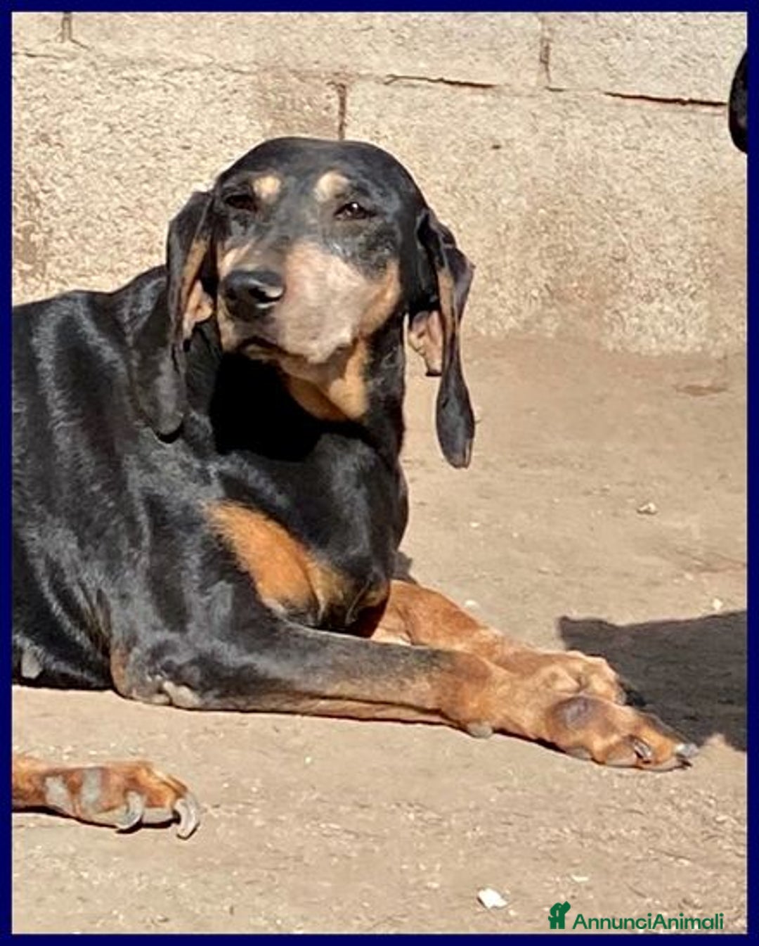 Meticcio cani in regalo: DAIMA buonissima! Ama le coccole - Annuncio 3