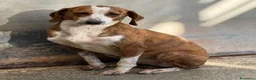 Segugio cani in regalo: Stefy - Annuncio 2