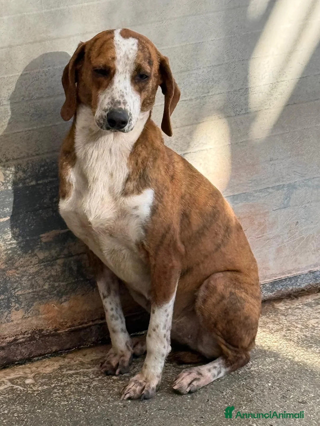 Segugio cani in regalo: Stefy - Annuncio 2