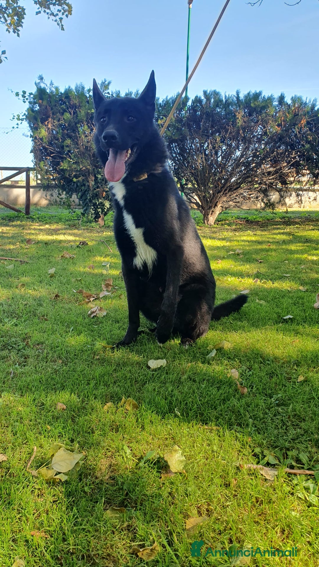 Altre razze cani in regalo: Filippo, cucciolone di un anno cerca casa - Annuncio 3