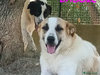 Meticcio cani LASSIE giovane,buona,socievole ! - Annuncio 16