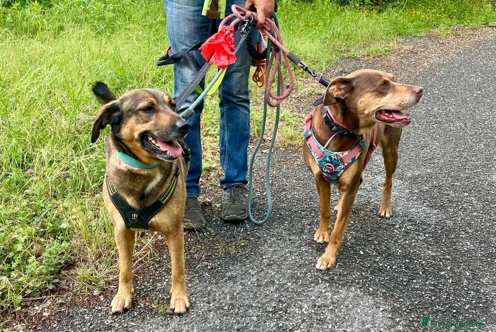 Meticcio cani in regalo: Lola: socievole, equilibrata, affettuosa  - Annuncio 3