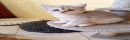 Scottish gatti in vendita: Disponibili Cuccioli Scottish - Annuncio 2