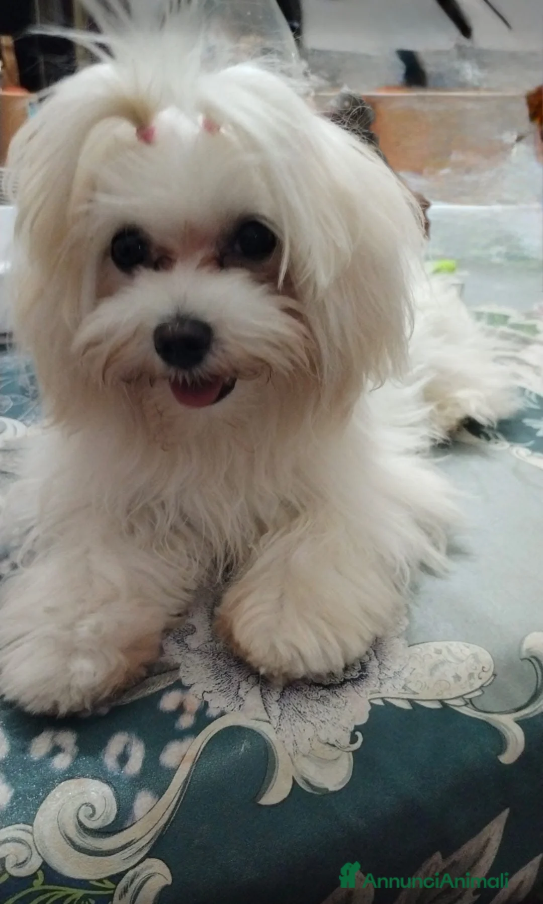 Maltese cani per accoppiamento: Cerco maschietto per Maltesina  a Città metropolitana di Roma Capitale - Annuncio 2