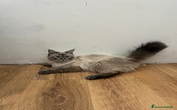 Siberiano gatti in vendita: gatto siberiano ipoallergenico  a Provincia di Arezzo - Immagine 2