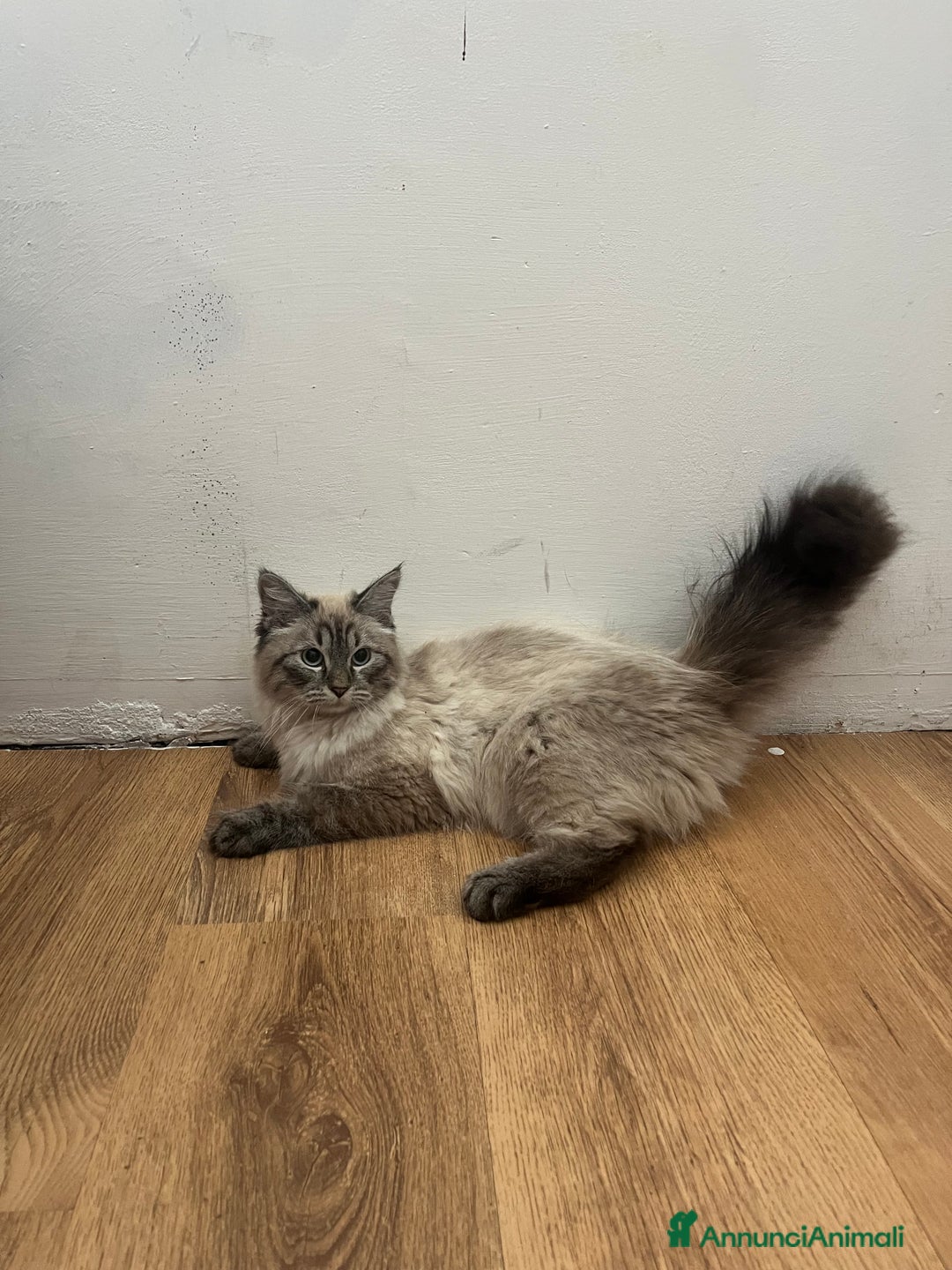 Siberiano gatti in vendita: gatto siberiano ipoallergenico  a Provincia di Arezzo - Immagine 2