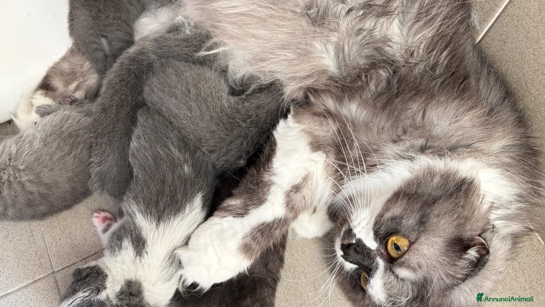 Scottish gatti in vendita: Scottish fold e straight  - Annuncio 2