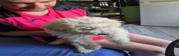Maltipoo cani in vendita: Cucciolo maltipoo - Annuncio 7