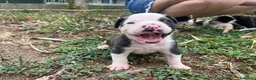 Bulldog cani in vendita: American Bulldog - Annuncio 8