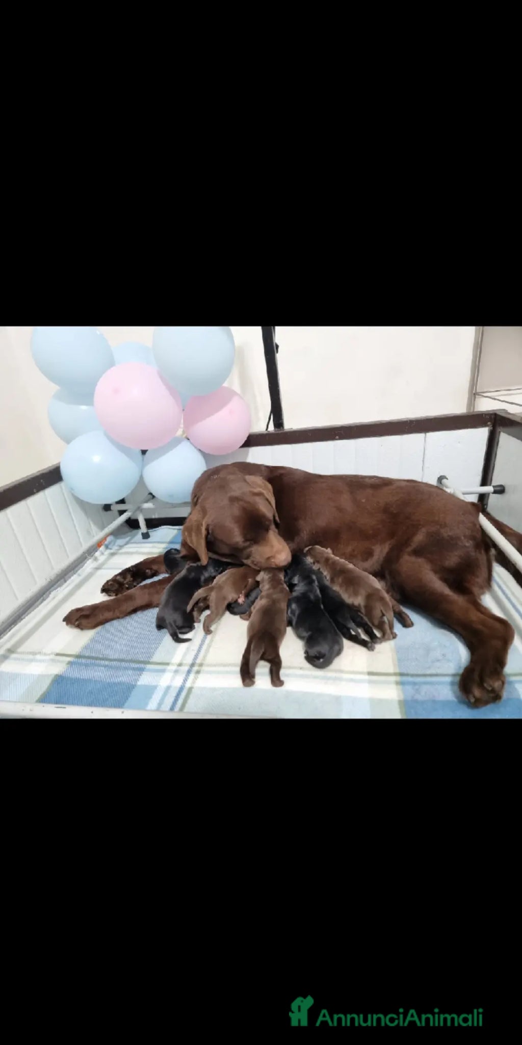 Labrador cani Cuccioli di labrador retriever Choco e nero  - Annuncio 20