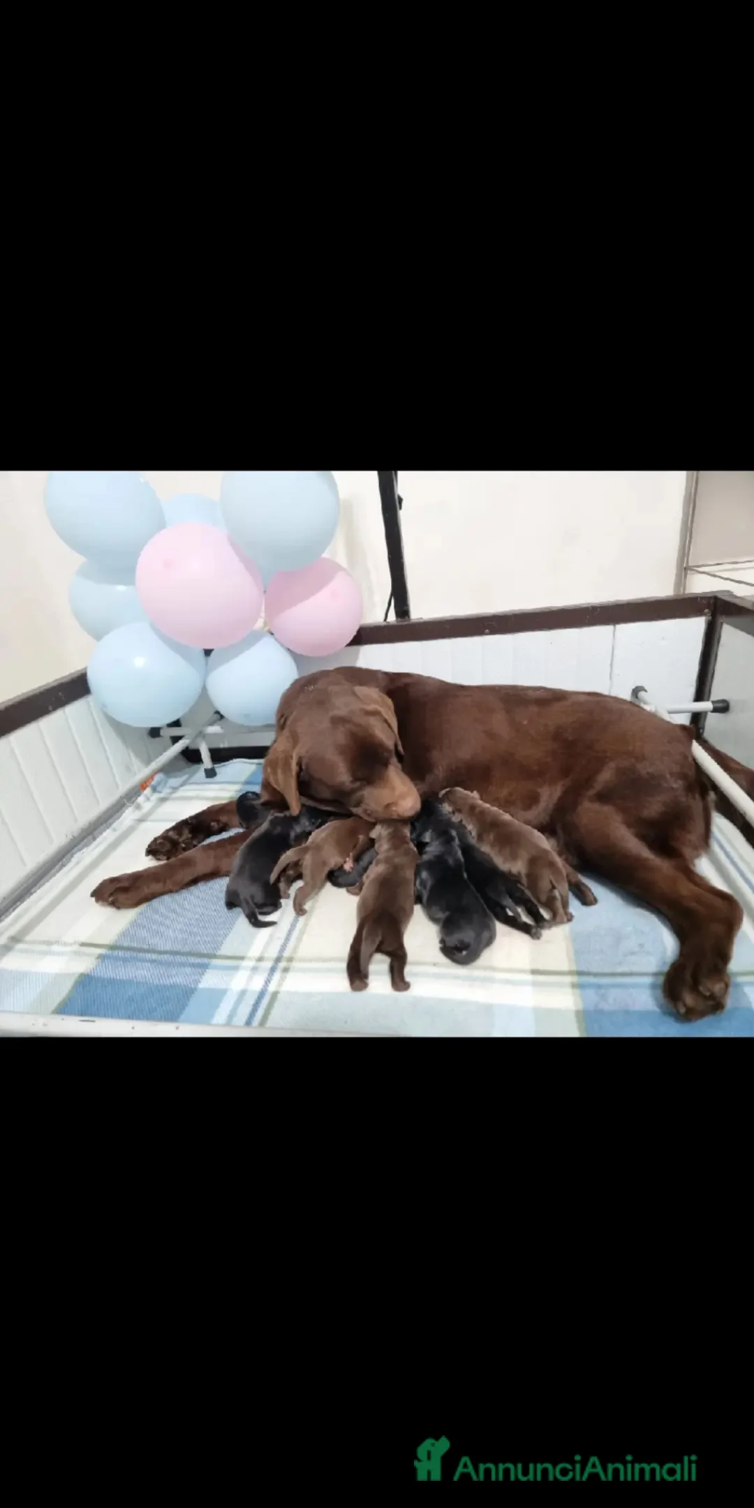 Labrador cani in vendita: Cuccioli di labrador retriever Choco e nero  a Provincia di Novara - Annuncio 1