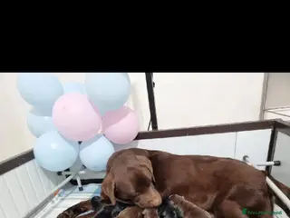 Labrador cani Cuccioli di labrador retriever Choco e nero - Annuncio 1