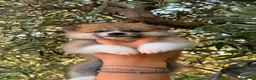 Akita Inu cani in vendita: Cuccioli di Akita Inu  - Annuncio 5