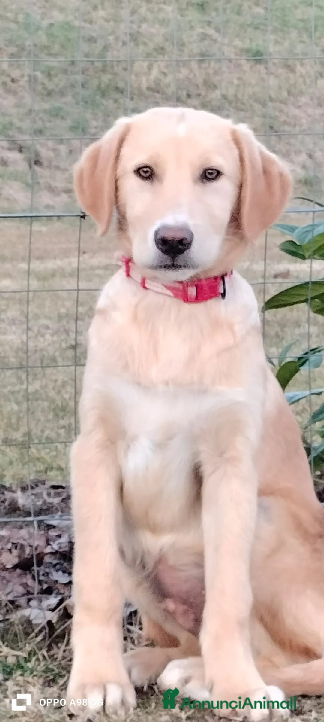 Meticcio cani in regalo: Danny - Annuncio 6