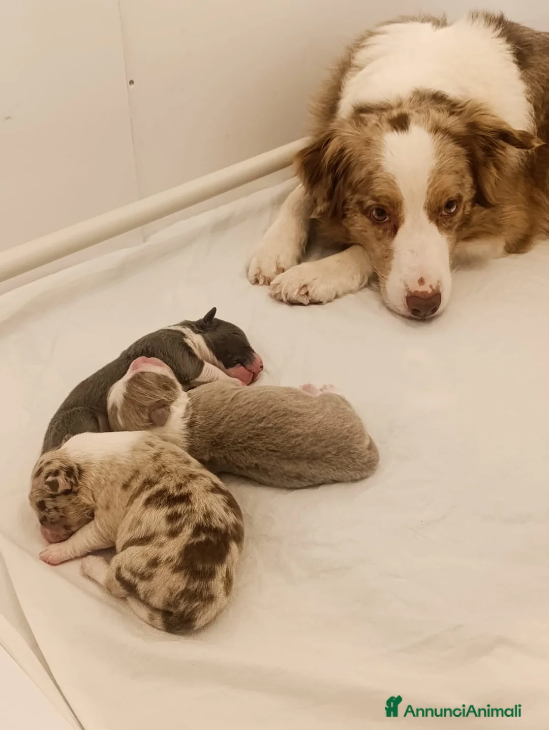 Border Collie cani in vendita: cuccioli border collie con pedigree - Annuncio 3