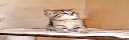 British gatti in vendita: British shorthair Femmina  - Annuncio 4