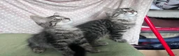 Europeo gatti in regalo: Gattini  - Annuncio 8