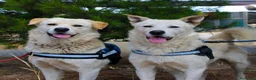 Meticcio cani in regalo: WATSON 💙 SHERLOCK 🩵 due cuori, una sola famiglia a Provincia di Bergamo - Annuncio 3