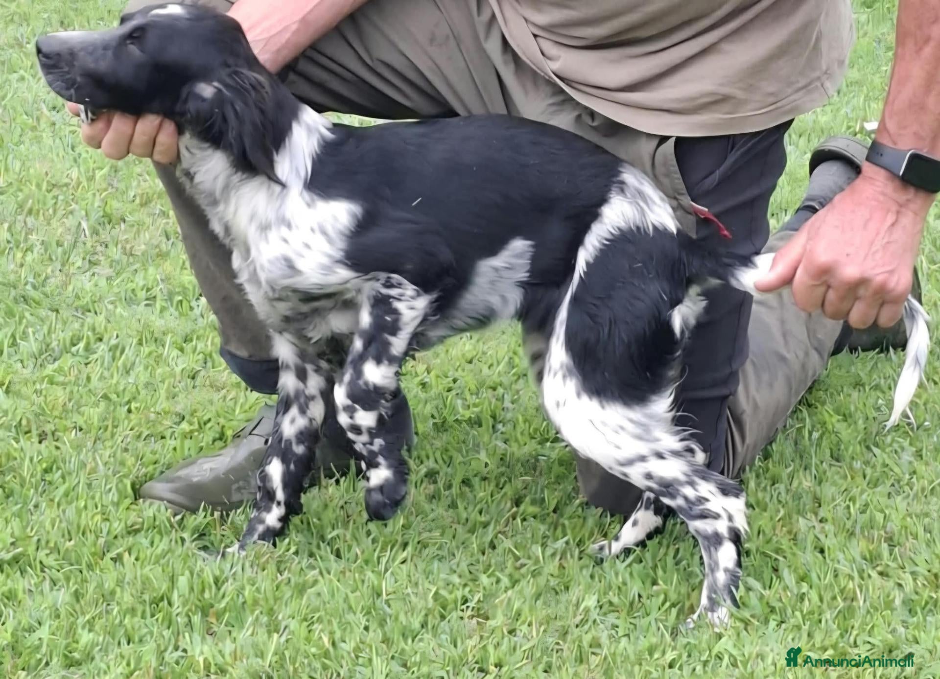 Setter Inglese cani Setter Inglese - genealogia da campioni di lavoro - Annuncio 12