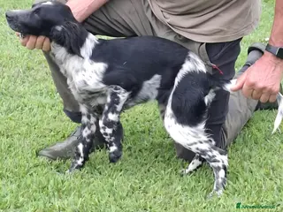 Setter Inglese cani Setter Inglese - genealogia da campioni di lavoro - Annuncio 12