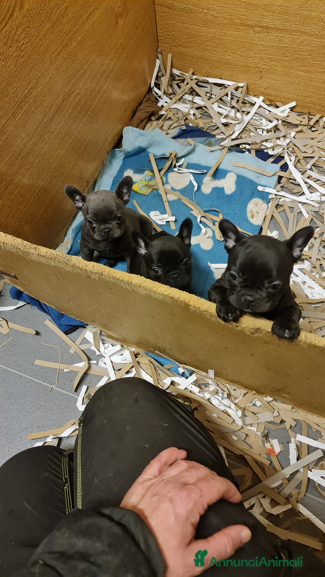 Bulldog Francese cani in vendita: BULLDOG FRANCESI CUCCIOLI allevati personalmente - Annuncio 9