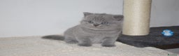 Scottish gatti in vendita: Scottish fold e straight - Annuncio 13