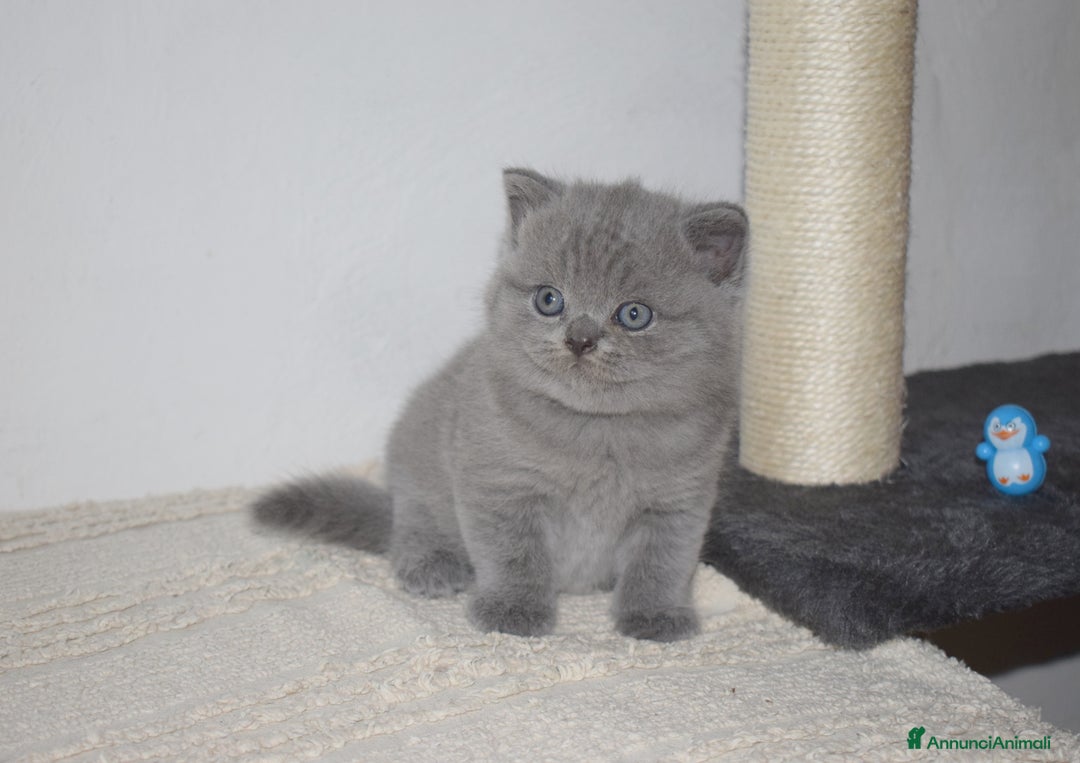 Scottish gatti in vendita: Scottish fold e straight - Annuncio 13
