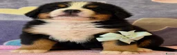 Bovaro del Bernese cani in vendita: Bovaro del Bernese Cuccioli disponibili  - Annuncio 4
