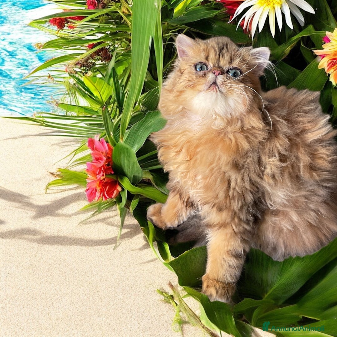 Persiano gatti in vendita: gatta persiana golden shaded di alta genealogia a Città Metropolitana di Bologna - Immagine 5