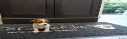 Jack Russell cani in vendita: Cuccioli di jack Russell pedigree Roi  - Annuncio 5