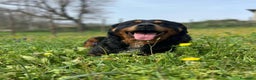 Rottweiler cani in regalo: GUENDY, dolcissima mix ROTT sfortunata - Annuncio 14