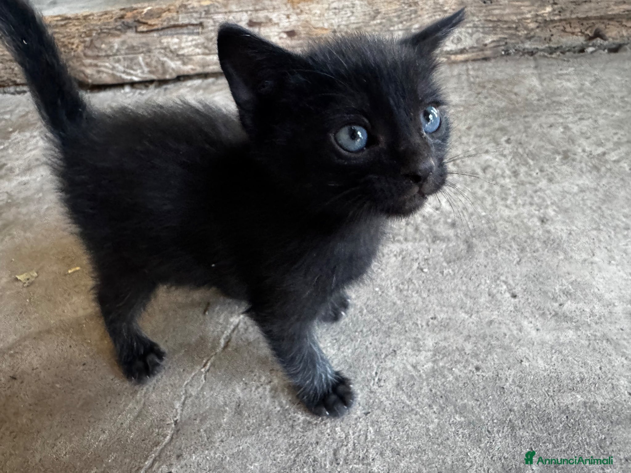 Europeo gatti Gattini - Annuncio 2