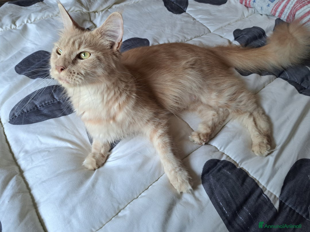 Maine Coon gatti in vendita: Cuccioli Maine coon a Provincia di Padova - Immagine 6