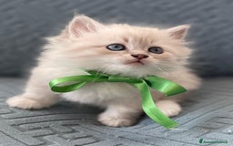 Siberiano gatti in vendita: SIBERIANI GATTINI IPOALLERGENICI  a Provincia di Brescia - Immagine 9