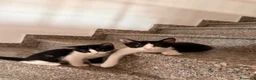 Altre razze gatti in regalo: Gattini in regalo  - Annuncio 5