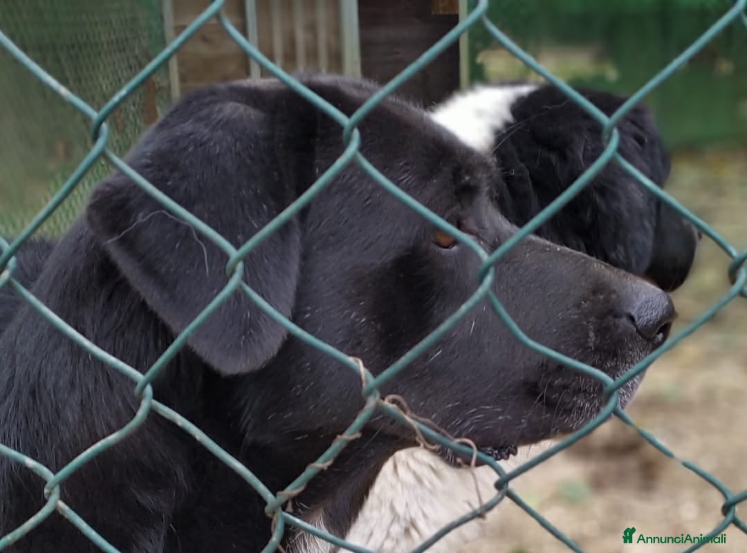 Meticcio cani in regalo: PENELOPE STA CERCANDO UNA FAMIGLIA - Annuncio 3