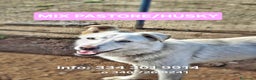 Meticcio cani in regalo: LUNA 🩷 -cucciola mix pastore/husky, dolce e bella - Annuncio 1